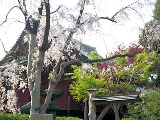 神社と桜