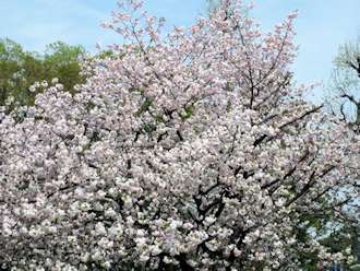 クジラの隣の桜