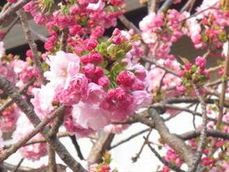 桜
