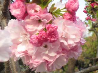 桜