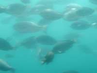 船内からのお魚