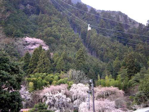 山頂へ続くロープウェイ