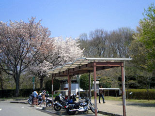 サービスエリアの桜